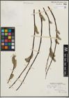 Foto von Salix planifolia Pursh